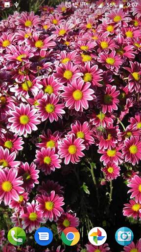 Colourful Flower Hd Wallpaper screenshot 2