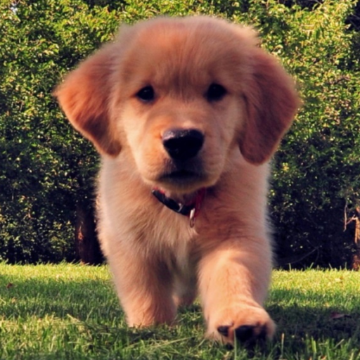 My Puppy icon