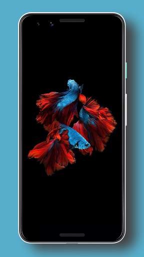 Wallpaper Ikan Cupang HD screenshot 4