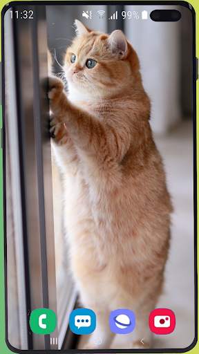 Cute Cat Wallpaper Best HD скриншот 9