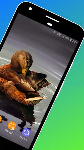 Duck Wallpaper screenshot 2