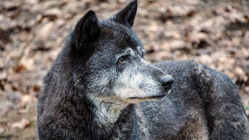 Wolf Wallpapers HD & 4k Backgrounds screenshot 21