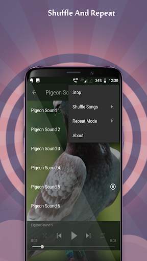 Pigeon Sounds скриншот 4