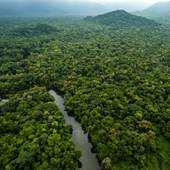 Amazon Rainforest The Best 1.0.2