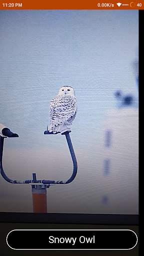 Bird Identify : Artificial Intelligence screenshot 8