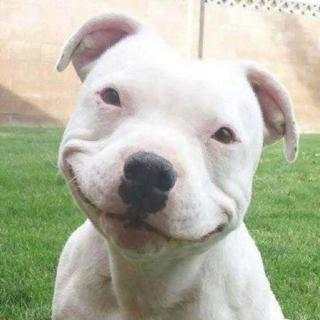 Cute and Funny Animals screenshot 11