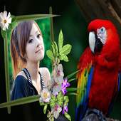 Birds Photo Frames 4.3