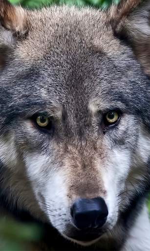 Wolf Live Wallpaper (Wallpapers & Backgrounds) screenshot 1
