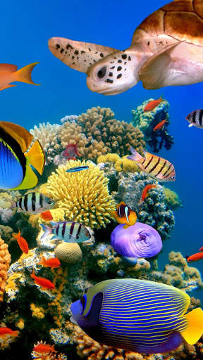Aquarium Video Live Wallpaper screenshot 3