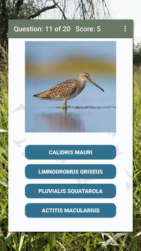 North American Bird ID Quiz screenshot 5