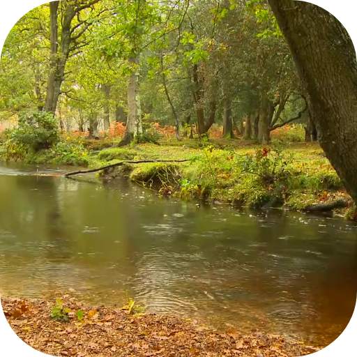 Rain in the forest Video LWP 5.0