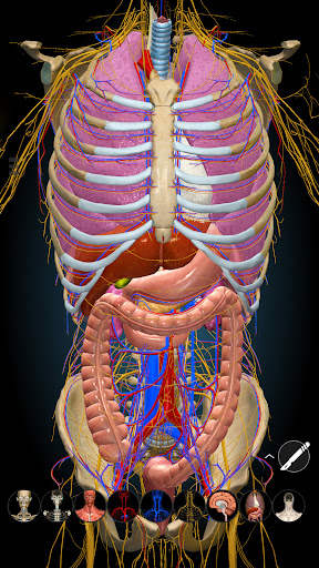 Anatomy Learning - 3D Atlas screenshot 7