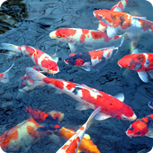 Koi Fish Pond Video LWP icon