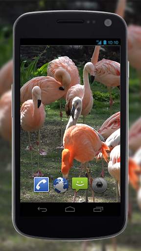 4K Flamingo Video Live Wallpapers screenshot 1