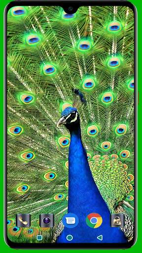 Peacock HD Wallpaper 4K Latest screenshot 7