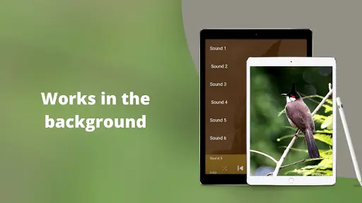 Red-whiskered Bulbul Sounds screenshot 3