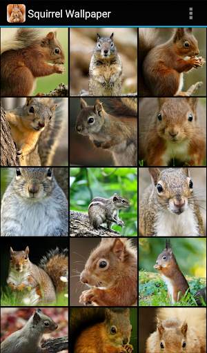 Squirrel Wallpaper screenshot 1