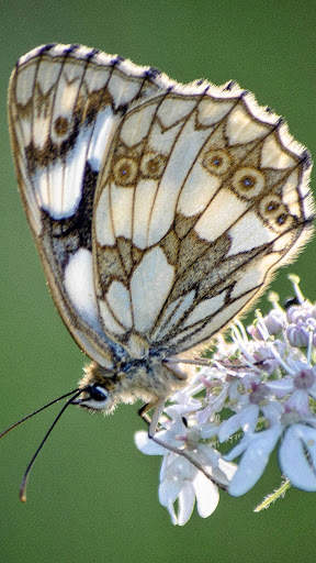 Butterfly Wallpapers HD & 4k Backgrounds screenshot 8