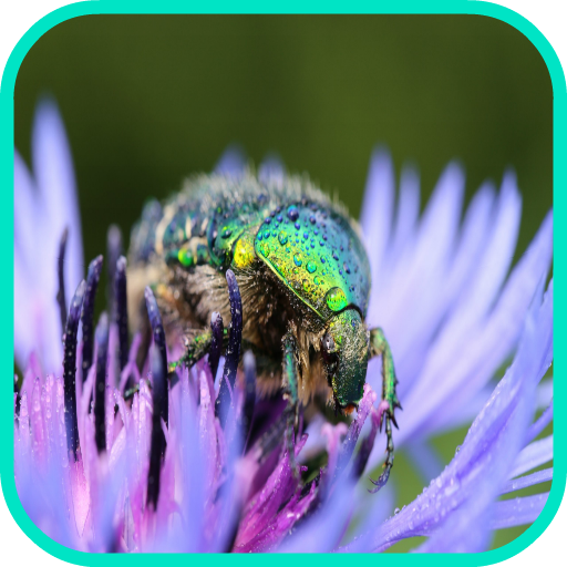 Beetle Wallpaper icon