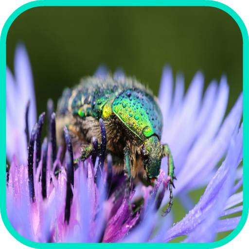 Beetle Wallpaper 1.0