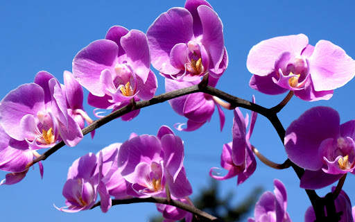 Flowers Wallpapers screenshot 5