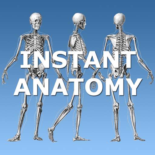 Anatomy Lectures 4.2