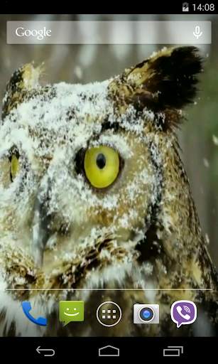 Owl Video Live Wallpaper screenshot 3