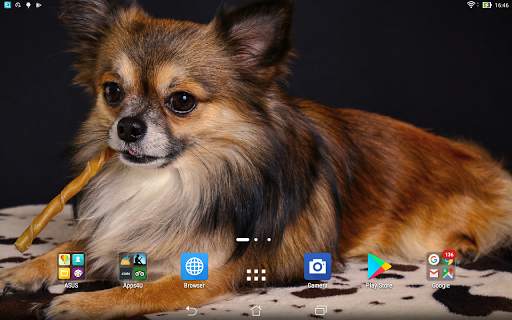 Chihuahua live wallpaper screenshot 6