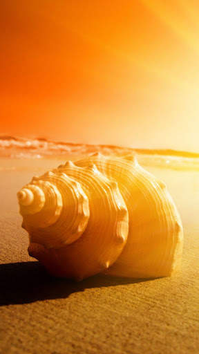 Seashell wallpaper HD screenshot 1
