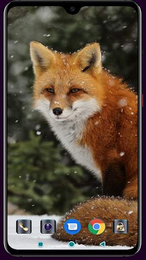 Fox Wallpaper 4K Latest screenshot 16