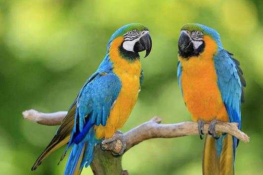 Birds Jigsaw Puzzle World screenshot 6