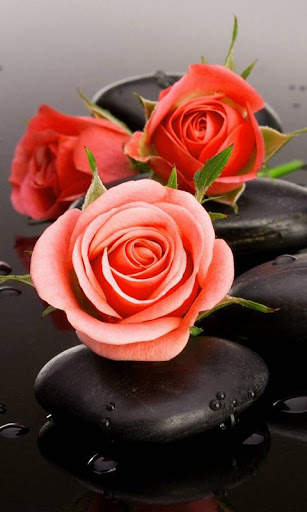 Romantic Images I Love You Roses And Flowers Gif screenshot 7