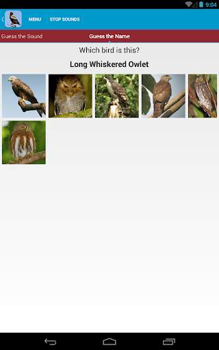 Birds of Prey Sounds Free screenshot 14