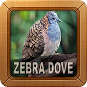 Zebra Dove Sounds आइकन