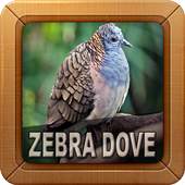 Zebra Dove Sounds 2.0