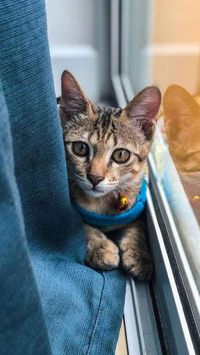 Cat Wallpapers 2 تصوير الشاشة