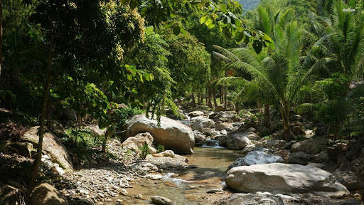 Jungle Wallpaper screenshot 1