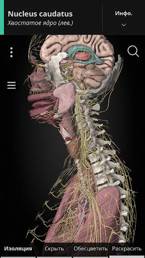 Anatomyka - 3D анатомия скриншот 1