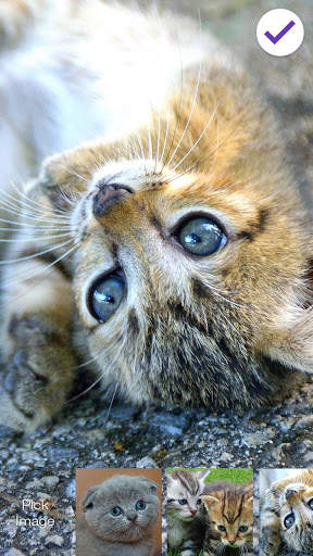 Cat Kitten PIN Screen Lock screenshot 3