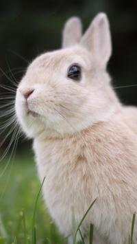 Rabbits Wallpapers screenshot 3