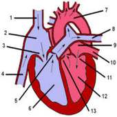 Human Anatomy App icon