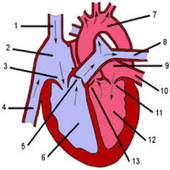 Human Anatomy App 1.0.0
