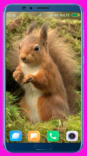 Squirrel Wallpaper screenshot 8