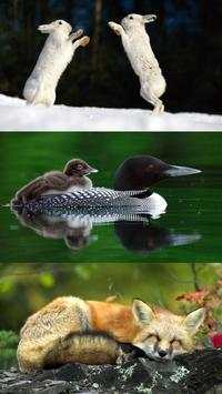 Funny animal mix screenshot 2