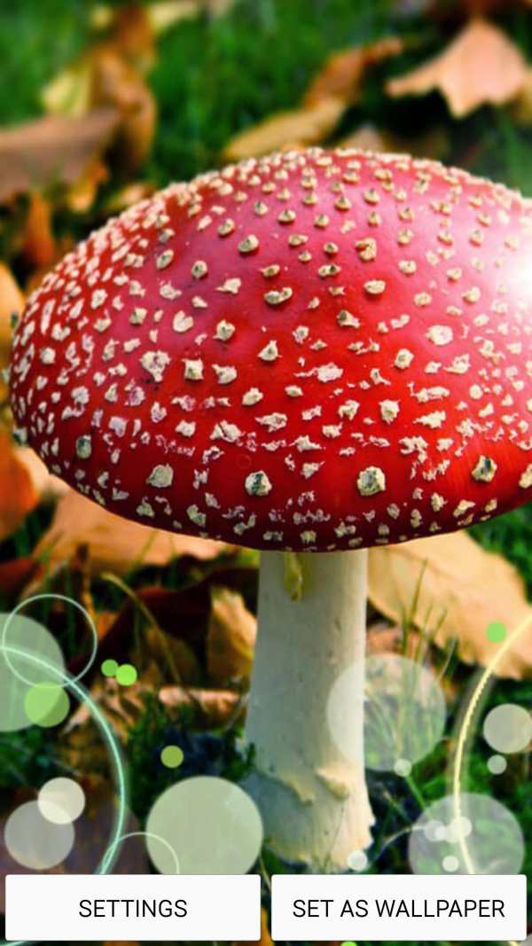 Mushrooms Live Wallpaper स्क्रीनशॉट 2