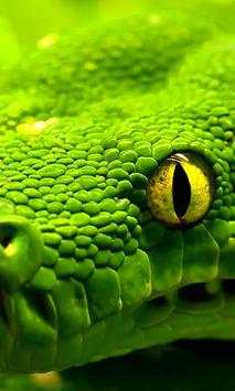 Animals Wallpapers screenshot 2