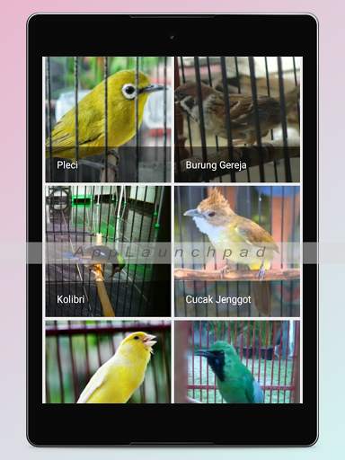 Kicau Burung Terlengkap screenshot 19