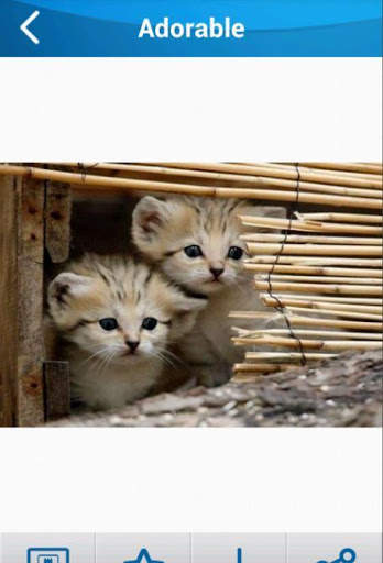 Cat wallpaper screenshot 3