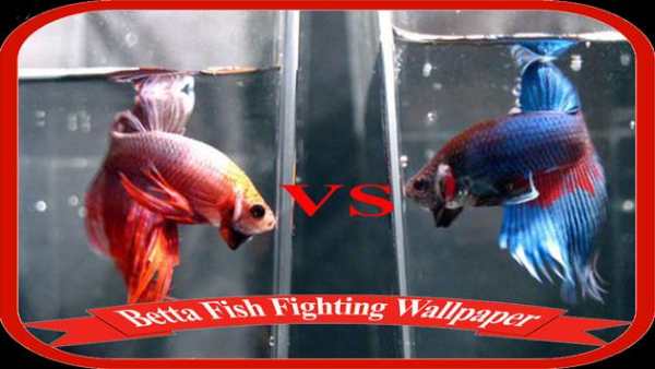 Betta Fish Fighting Game Wallpaper screenshot 5