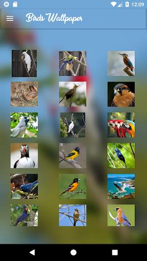 HQ Birds Wallpaper screenshot 1
